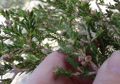 Melaleuca pauperiflora