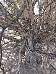 Melaleuca pauperiflora
