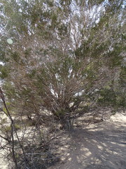 Melaleuca pauperiflora
