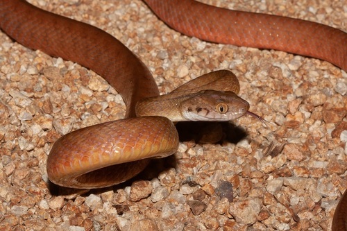 Brown Tree Snake sighting