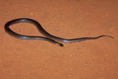 Grey-Naped Snake photo 5
