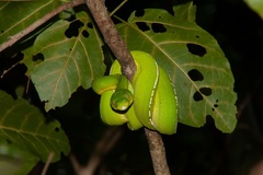 Morelia viridis
