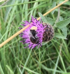 Bombus bohemicus