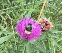 Bombus bohemicus