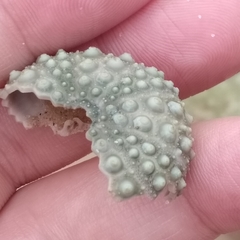Heliocidaris