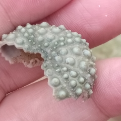 Heliocidaris