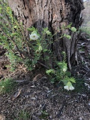 Pimelea linifolia linifolia
