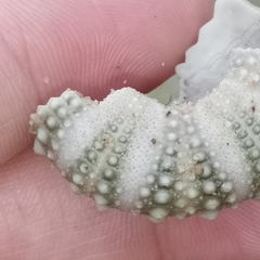 Heliocidaris