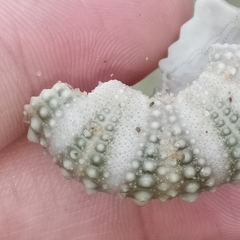 Heliocidaris