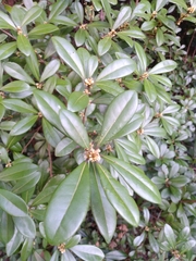 Litsea rotundifolia