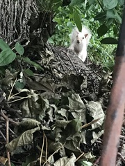 Sciurus carolinensis