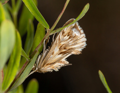 Cynaeda dentalis