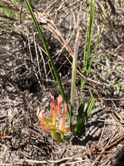 Babiana ringens australis