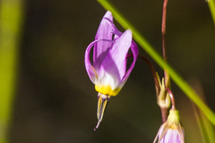 Primula tetrandra