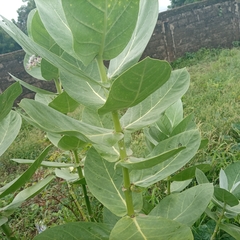 Calotropis procera
