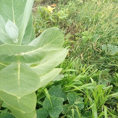 Calotropis procera image