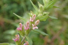 Odontites litoralis litoralis