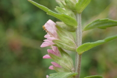 Odontites litoralis litoralis