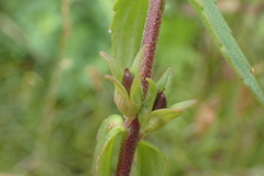 Odontites litoralis litoralis