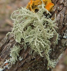 Usnea inermis