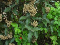 Olearia × macrodonta