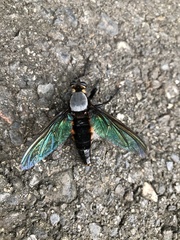 Microstylum oberthurii