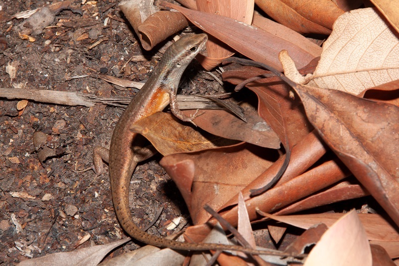 Six-toothed Rainbow-skink