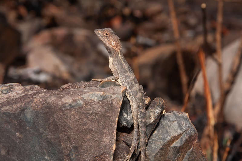 Black-Throated Dragon