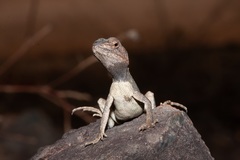 Diporiphora jugularis