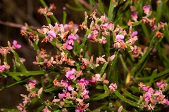 Jacksonia thesioides