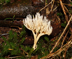 Phaeoclavulina ochracea