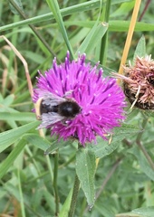 Bombus bohemicus