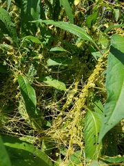 Cuscuta polygonorum