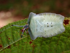 Tessaratomidae