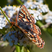 Euphydryas editha augustina - Photo (c) BJ Stacey, some rights reserved (CC BY-NC), uploaded by BJ Stacey