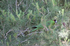 Rhynchopsitta terrisi