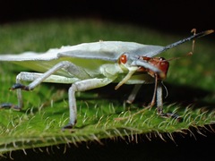 Tessaratomidae