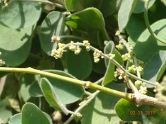 Cocculus hirsutus