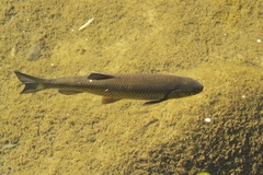 Squalius laietanus