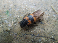 Nicrophorus quadripunctatus