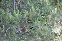 Rhynchopsitta terrisi