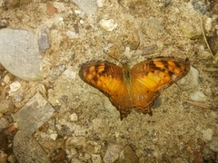 Vagrans sinha