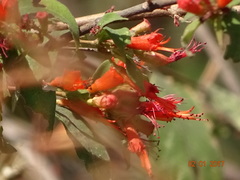 Woodfordia fruticosa