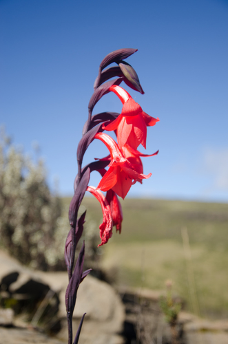 Gladiolus watsonioides image