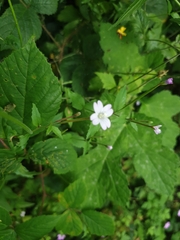 Epilobium montanum