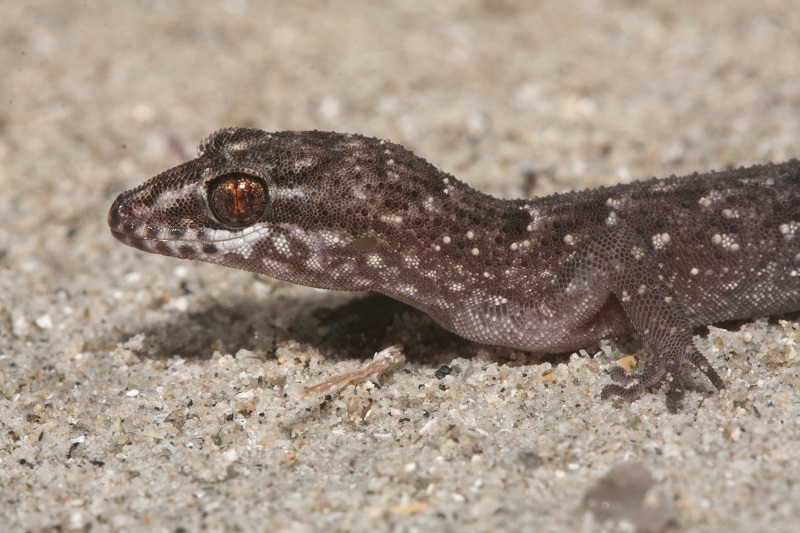 Eborac Slender-toed Gecko