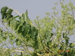 Ailanthus excelsa
