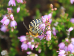 Colletes succinctus