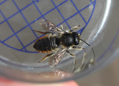 Megachile versicolor