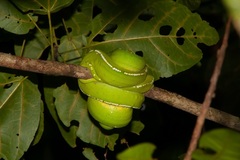 Morelia viridis